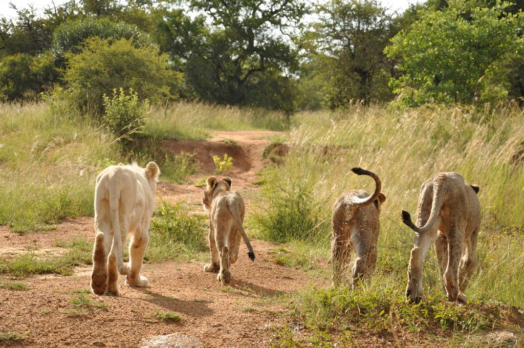 Ukutula Lion Lodge Beestekraal  Luaran gambar